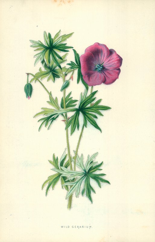 Gerânio Selvagem de Frederick Edward Hulme