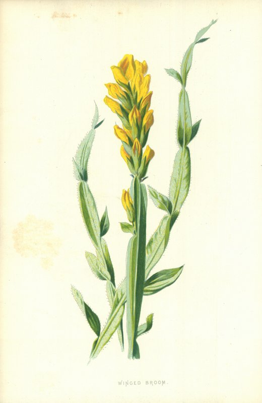 Vassoura Alada de Frederick Edward Hulme