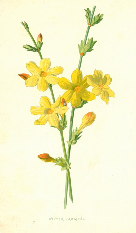 Jasmim de inverno de Frederick Edward Hulme