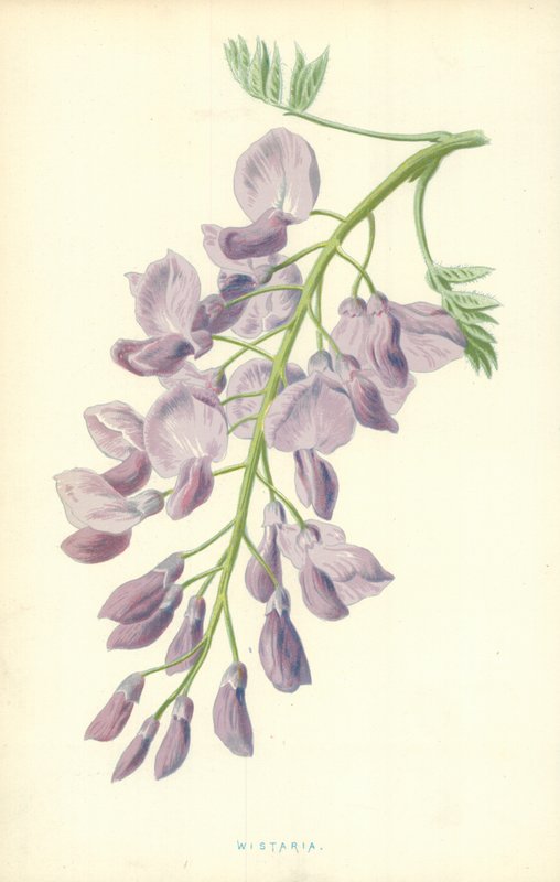 Glicínia de Frederick Edward Hulme
