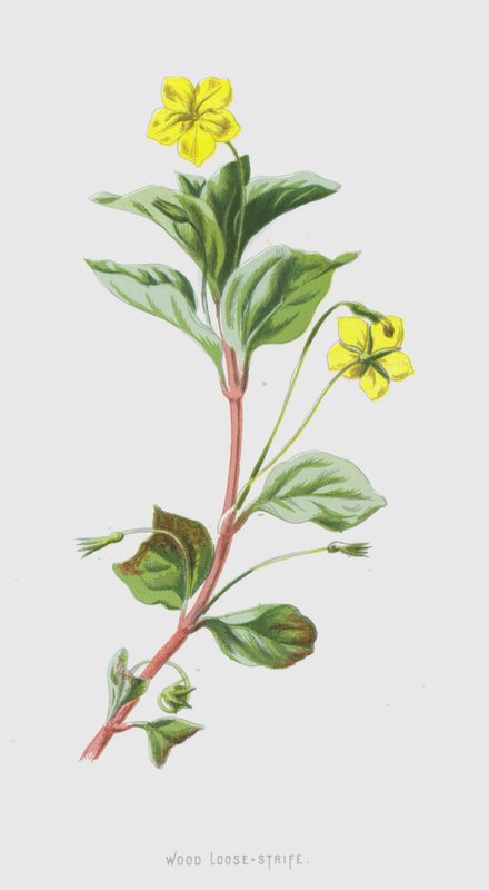 Desordem de madeira (cromolitho) de Frederick Edward Hulme