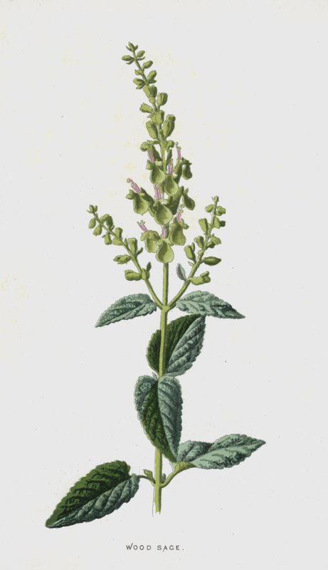 Sábio de madeira (chromolitho) de Frederick Edward Hulme