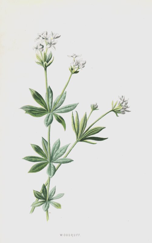 Woodruff (cromolitho) de Frederick Edward Hulme