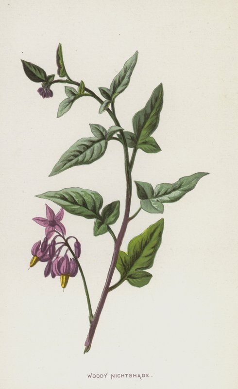 Sombra Nocturna Amadeirada (Chromolitho) de Frederick Edward Hulme