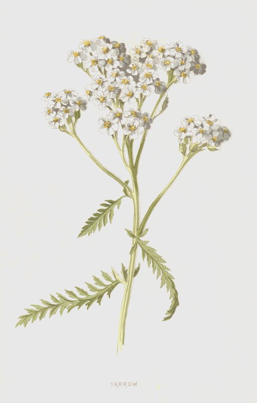 Yarrow (cromolitho) de Frederick Edward Hulme