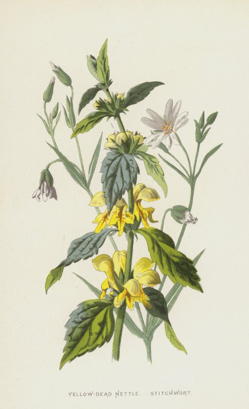 Urtiga Amarelo-Morto, Stitchwort (chromolitho) de Frederick Edward Hulme