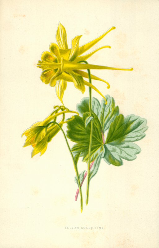 Columbine amarelo de Frederick Edward Hulme