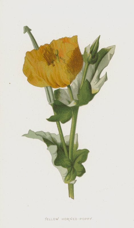 Chifre-de-papo-amarelo (chromolitho) de Frederick Edward Hulme