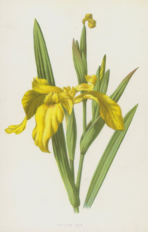 Íris amarela (cromolitho) de Frederick Edward Hulme