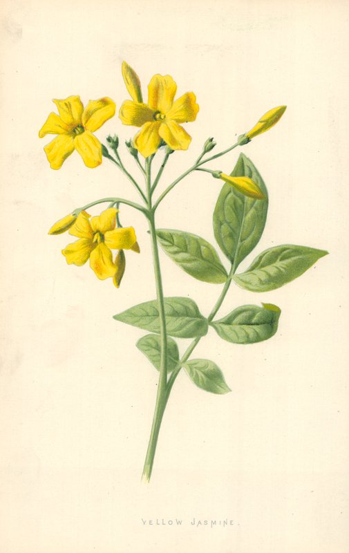 Jasmim Amarelo de Frederick Edward Hulme