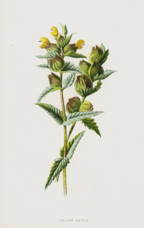 Chocalho Amarelo (cromolito) de Frederick Edward Hulme