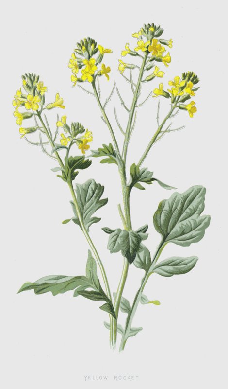 Foguete Amarelo (cromolito) de Frederick Edward Hulme