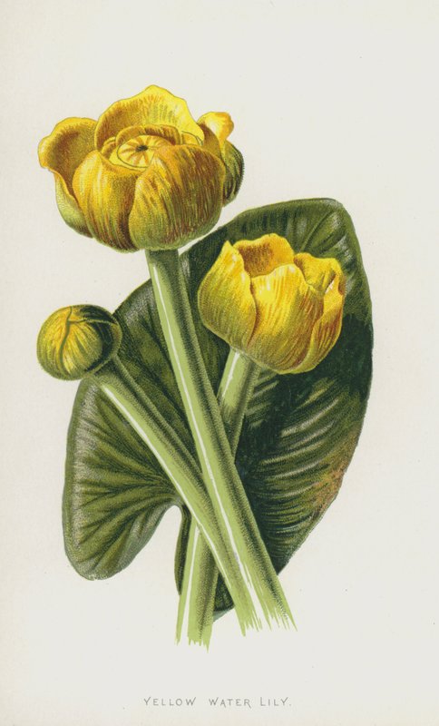 Lírio de água amarela (chromolitho) de Frederick Edward Hulme