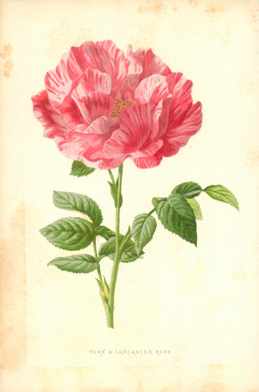 York e Lancaster Rose de Frederick Edward Hulme