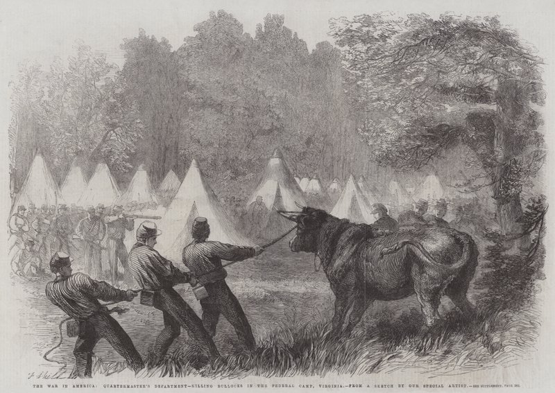 A Guerra na América, Departamento de Intendente, matando Bois no Acampamento Federal, Virgínia de Frederick John Skill