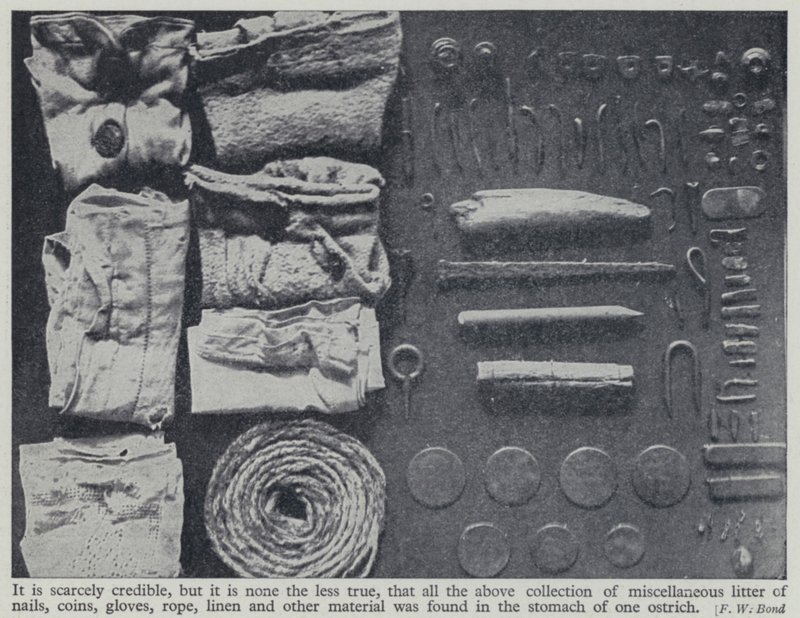 Itens encontrados no estômago de uma avestruz (foto a p/b) de Frederick William Bond