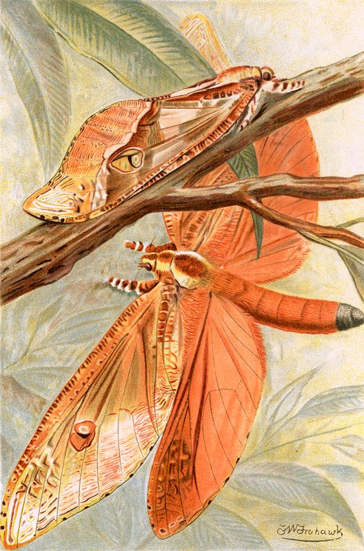 Mariposa gigante de Frederick William Frohawk