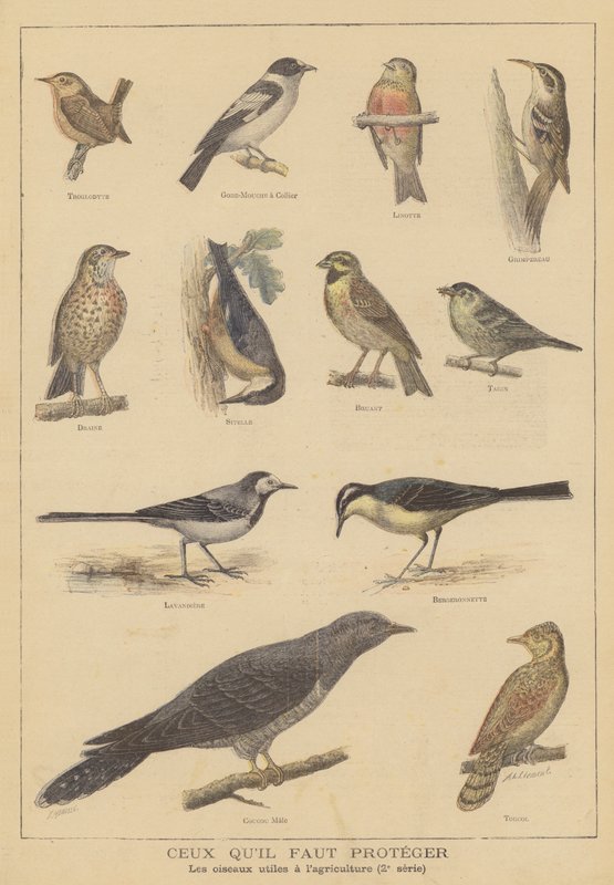 Aves benéficas para a agricultura de French School