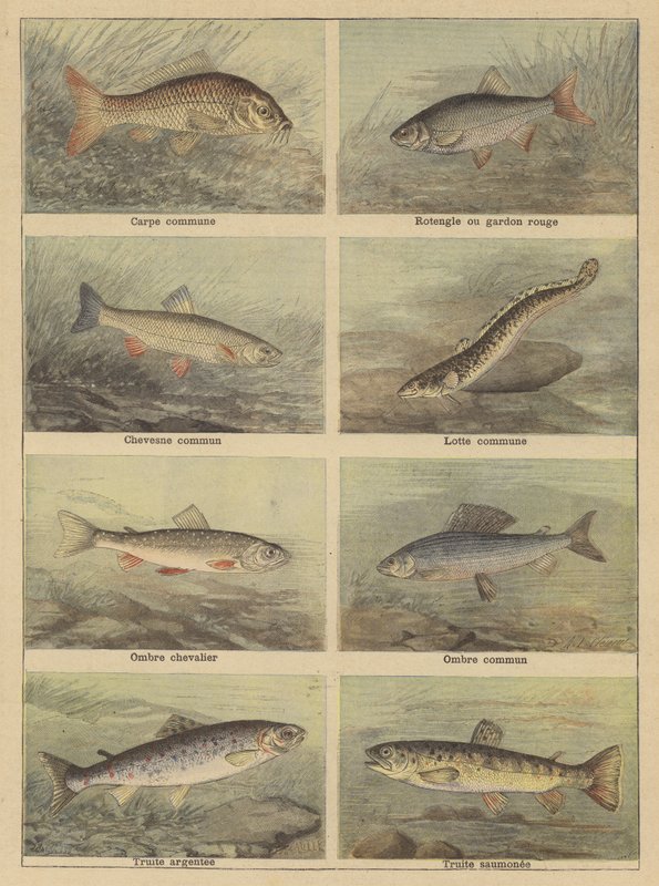 Peixe de água doce de French School