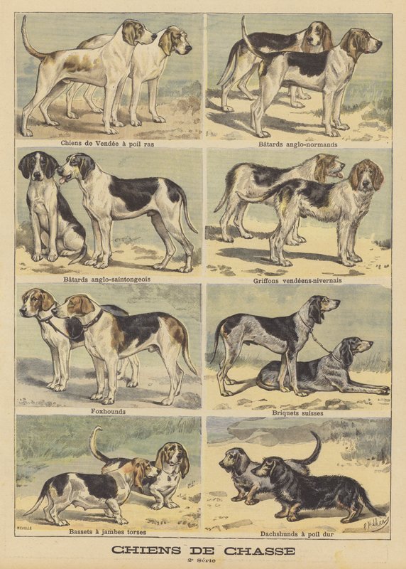 Cães de caça de French School