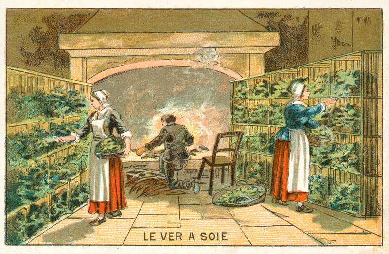 Criação de bichos-da-seda de French School