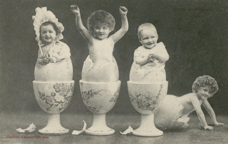 Bebês eclodindo a partir de ovos em ovoscopos (foto a/p) de French Photographer