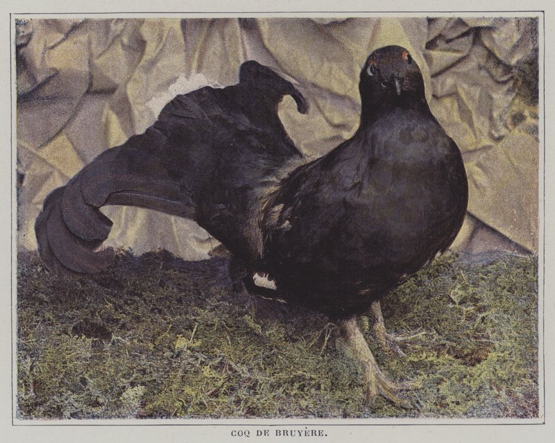 Capercaillie (foto a cores) de French Photographer