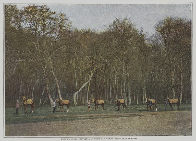 Cavalos de corrida em La Croix-Saint-Ouen, no Foret de Compiegne, França (foto a cores) de French Photographer