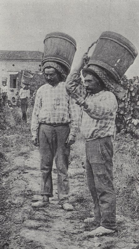 Colhedores de uvas no trabalho (foto a p/b) de French Photographer