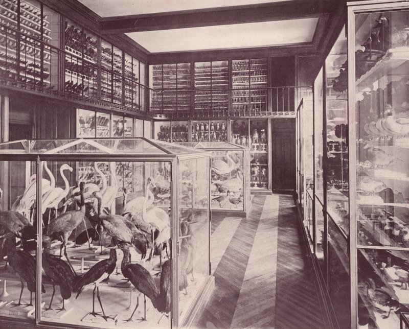 Paris: Galeria das Aves, Museu de História Natural (foto a p/b) de French Photographer