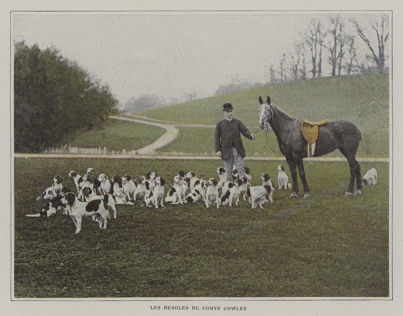 Os beagles do Conde Cowley (foto a cores) de French Photographer