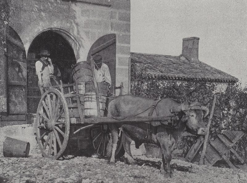 Transporte de uvas colhidas por carro de boi (foto a p/b) de French Photographer