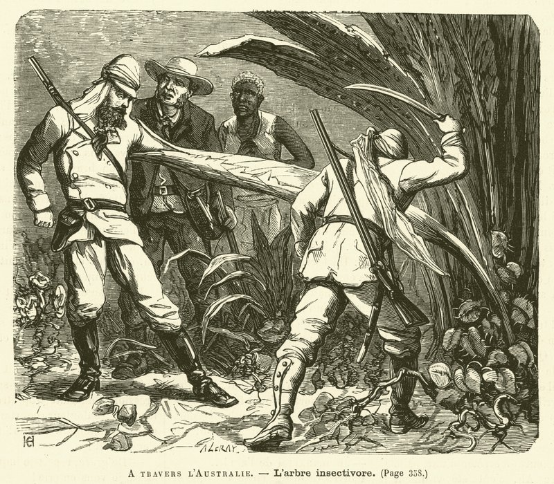 Através da Austrália (gravura) de French School