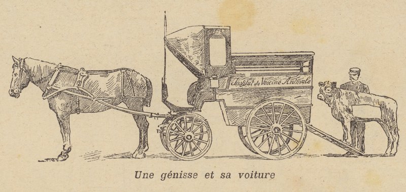 Uma novilha sendo carregada em uma carroça (litho) de French School