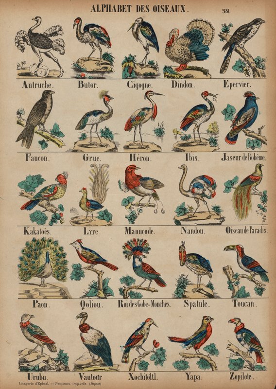 A a Z de aves (gravura colorida) de French School