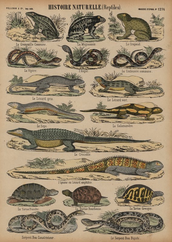 Anfíbios e répteis (gravura colorida) de French School