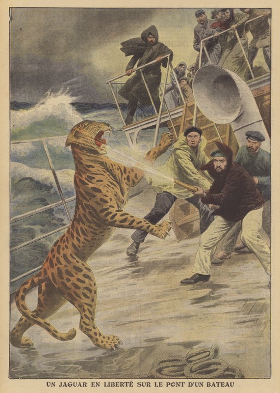 Uma onça-pintada fugitiva a bordo de um navio (cor litho) de French School