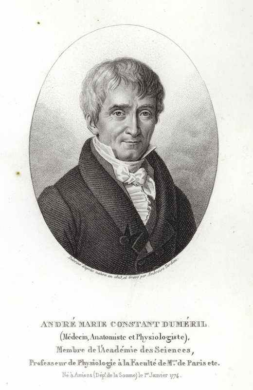 André Marie Constant Duméril de French School