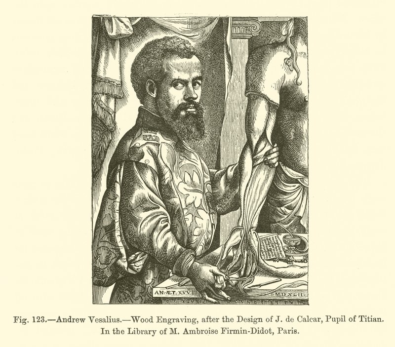 Andrew Vesalius (gravura) de French School