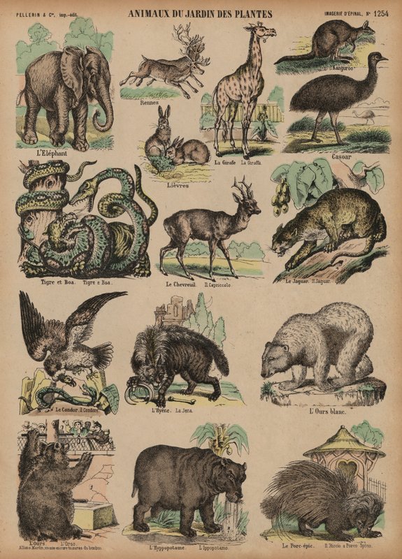 Animais do Jardin des Plantes, Paris, França (gravura a cores) de French School
