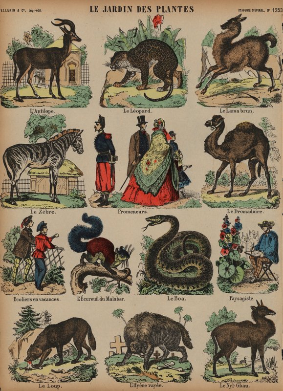 Animais do Jardin des Plantes, Paris, França (gravura a cores) de French School