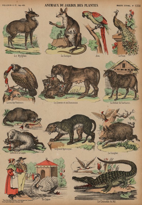 Animais do Jardin des Plantes, Paris, França (gravura a cores) de French School