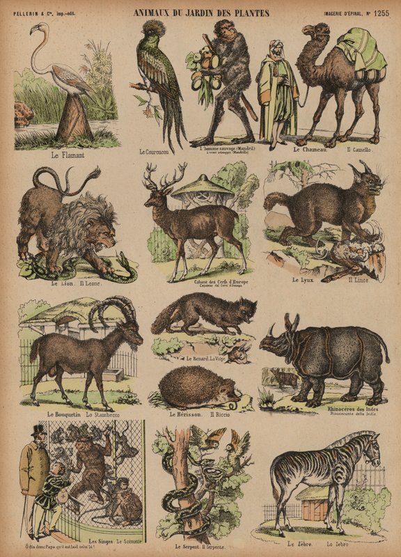Animais do Jardin des Plantes, Paris, França (gravura a cores) de French School