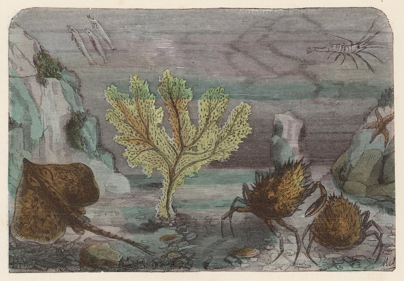 Aquário (gravura colorida) de French School