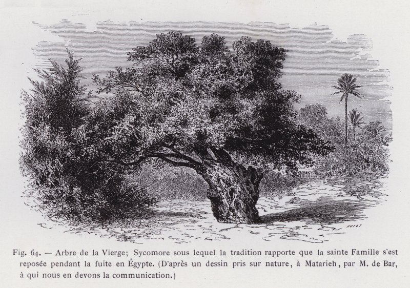 Árvore da Virgem; sicómoro sob o qual a tradição relata que a Sagrada Família descansou durante a fuga para o Egipto, a partir de um desenho tirado da vida, em Matarieh, por M. de Bar, a quem devemos a comunicação da mesma (gravura) de French School