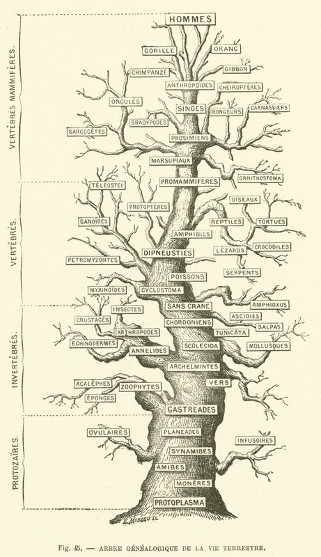 Árvore genealógica da vida terrena (gravura) de French School