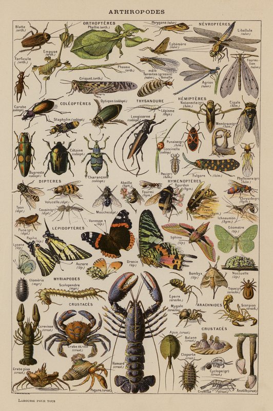 Artrópodes (litografia a cores) de French School