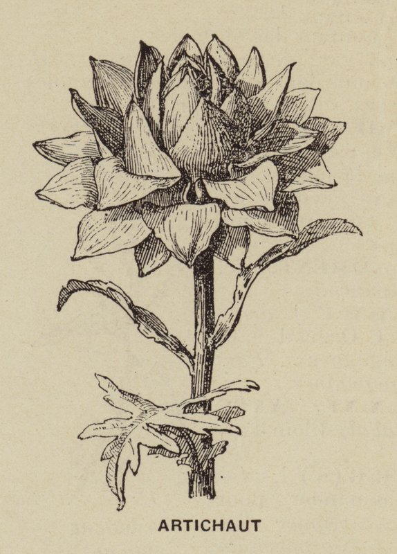 Alcachofra (gravura) de French School