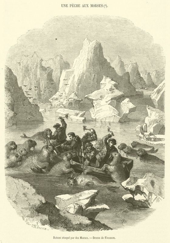 Navio atacado por morsas (gravura) de French School