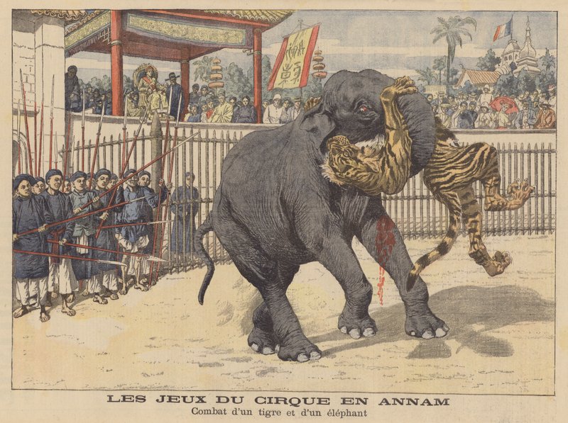 Combate entre um elefante e um tigre num circo em Annam, na Indochina (litografia a cores) de French School